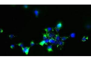 Immunofluorescent analysis of 293 cells using ABIN7170203 at dilution of 1:100 and Alexa Fluor 488-congugated AffiniPure Goat Anti-Rabbit IgG(H+L) (MCART1 抗体  (AA 1-35))