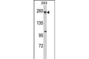 Western blot analysis of ABCC5 Antibody (Center) (ABIN652519 and ABIN2842348) in 293 cell line lysates (35 μg/lane). (ABCC5 抗体  (AA 625-652))