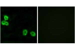 Immunofluorescence analysis of MCF7 cells, using BAI1 Antibody. (BAI1 抗体  (AA 691-740))