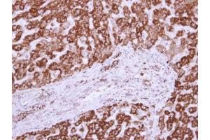 Immunohistochemistry (IHC) image for anti-Voltage-Dependent Anion Channel 2 (VDAC2) (C-Term) antibody (ABIN2855930)