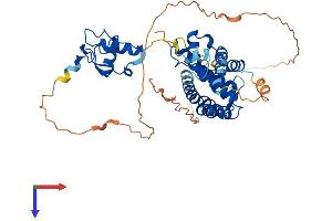Retinoid X Receptor alpha Protein (AA 1-462) (His tag)