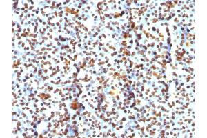 Immunohistochemistry (IHC) image for anti-Histone H1 antibody (ABIN6939594)