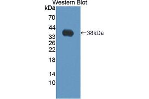 Western blot analysis of the recombinant protein. (SFRP1 抗体  (AA 32-314))