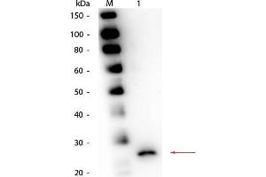 Western Blot of Goat anti-Papain Antibody. (Papain 抗体)