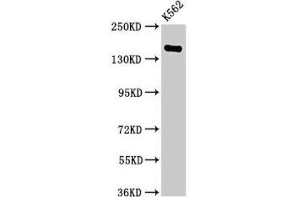FGD6 抗体  (AA 1138-1352)