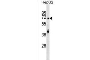 ARHG Antibody (N-term) (ABIN1539648 and ABIN2850202) western blot analysis in HepG2 cell line lysates (35 μg/lane). (ARHGAP40 抗体  (N-Term))