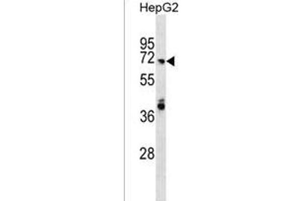 ARHGAP40 antibody  (N-Term)