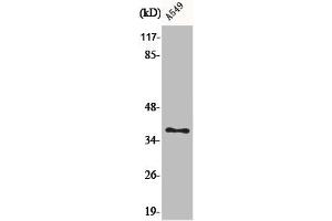 Western Blot analysis of A549 cells using AKR1CL2 Polyclonal Antibody (AKR1E2 抗体  (Internal Region))