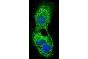 Immunofluorescence (IF) image for anti-Perilipin 2 (PLIN2) (AA 286-437) antibody (ABIN1724917)