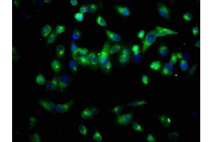 Immunofluorescence (IF) image for anti-Peptidylglycine alpha-Amidating Monooxygenase (PAM) (AA 338-497) antibody (ABIN7162786)