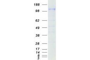 Western Blotting (WB) image for CD163 (CD163) (Transcript Variant 1) protein (Myc-DYKDDDDK Tag) (ABIN2713450)