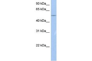 WB Suggested Anti-BC37295_3 Antibody Titration:  0. (ZNF835 抗体  (N-Term))