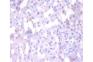 Immunohistochemistry of paraffin-embedded human liver tissue using ABIN7144083 at dilution of 1:100 (ANG 抗体  (AA 26-147))