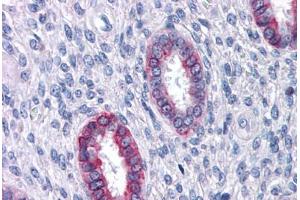 Anti-DPEP1 antibody  ABIN960763 IHC staining of human uterus. (DPEP1 抗体  (Internal Region))