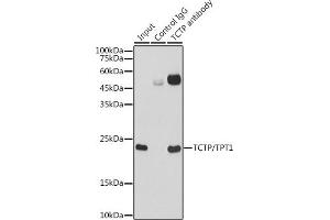 Immunoprecipitation analysis of 300 μg extracts of HeLa cells using 3 μg TCTP/TPT1 antibody (ABIN7271101). (TPT1 抗体)