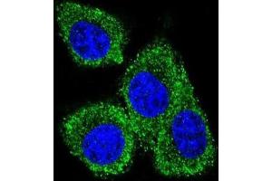 Immunofluorescence (IF) image for anti-Prolactin-Induced Protein (PIP) antibody (ABIN2996033) (PIP 抗体)