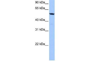 WB Suggested Anti-C18orf54 Antibody Titration: 0. (C18orf54 抗体  (Middle Region))