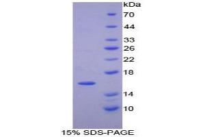 SDS-PAGE analysis of Mouse PDGFAA Protein. (PDGF-AA Homodimer 蛋白)