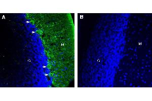 Expression of DSCAM in rat cerebellum. (DSCAM 抗体  (Extracellular))