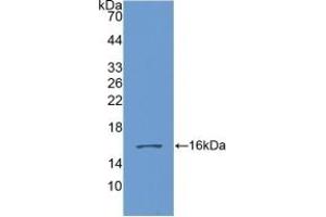 Detection of Recombinant GDF6, Human using Polyclonal Antibody to Growth Differentiation Factor 6 (GDF6)