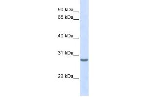 Western Blotting (WB) image for anti-Tetraspanin 6 (TSPAN6) antibody (ABIN2458934) (Tetraspanin 6 抗体)