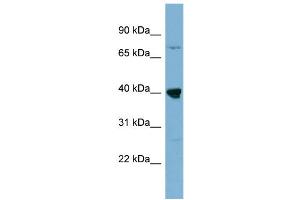 WB Suggested Anti-WDR55  Antibody Titration: 0. (WDR55 抗体  (Middle Region))