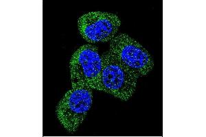 Confocal immunofluorescent analysis of TAU Antibody (C-term) (ABIN388782 and ABIN2839114) with MCF-7 cell followed by Alexa Fluor 488-conjugated goat anti-rabbit lgG (green). (tau 抗体  (C-Term))