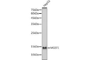 Western blot analysis of extracts of HepG2 cells, using MGST1 antibody (ABIN7268512) at 1:1000 dilution. (MGST1 抗体)