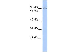 WB Suggested Anti-TLE1 Antibody Titration:  0.