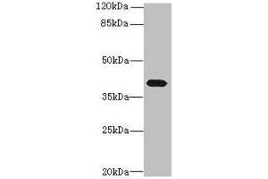 Western blot All lanes: PTAFR antibody at 4 μg/mL + Mouse lung tissue Secondary Goat polyclonal to rabbit IgG at 1/10000 dilution Predicted band size: 40 kDa Observed band size: 40 kDa (PTAFR 抗体  (AA 297-342))