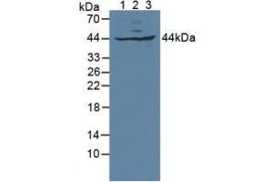 Figure. (GLRX3 抗体  (AA 73-320))