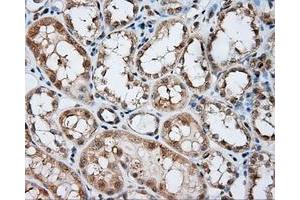 Image no. 1 for anti-Nitrilase Family, Member 2 (NIT2) antibody (ABIN1499737) (NIT2 抗体)