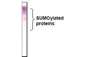 Western Blotting (WB) image for anti-Small Ubiquitin Related Modifier 2/3 (SUMO2/3) (full length) antibody (ABIN2452139) (SUMO2/3 抗体  (full length))