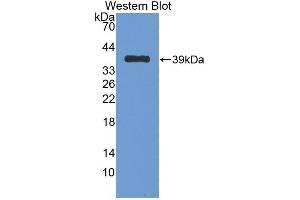 Detection of Recombinant NES1, Rat using Polyclonal Antibody to Nesfatin 1 (NES1) (NUCB2 抗体  (AA 26-106))
