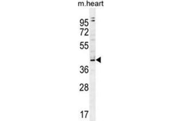 ZBTB42 抗体  (N-Term)