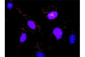 Proximity Ligation Assay (PLA) image for anti-Heat Shock Protein 90kDa alpha (Cytosolic), Class B Member 1 (HSP90AB1) (AA 1-724) antibody (ABIN516741)