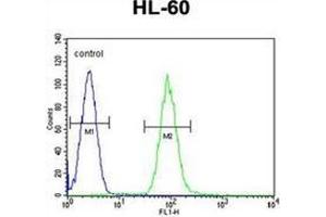 Flow cytometric analysis of HL-60 cells  using DPP3 Antibody (C-term) Cat. (DPP3 抗体  (C-Term))