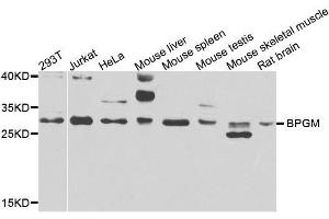 Western blot analysis of extracts of various cell lines, using BPGM antibody. (BPGM 抗体  (AA 1-259))