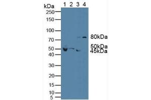 Western blot analysis of (1) Mouse Brain Tissue, (2) Mouse Cerebellum Tissue, (3) Rat Brain Tissue and (4) Human HeLa cells.