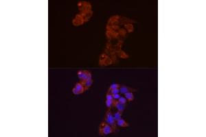 Immunofluorescence analysis of HepG2 cells using FGF1 Rabbit pAb (ABIN3021072, ABIN3021073, ABIN3021074 and ABIN6213939) at dilution of 1:50 (40x lens). (FGF1 抗体  (AA 16-155))