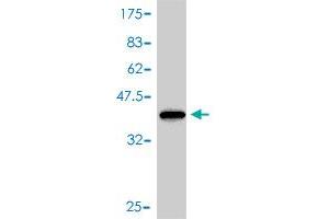 Western Blot detection against Immunogen (40. (FABP1 抗体  (AA 1-127))