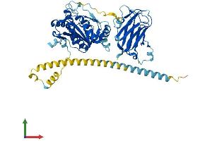 Protein Structure (PS) image for Mannosyl (Alpha-1,3-)-Glycoprotein beta-1,4-N-Acetylglucosaminyltransferase, Isozyme A (MGAT4A) (AA 1-535) protein (His tag) (ABIN7554553)