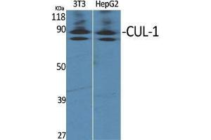 Western Blot (WB) analysis of specific cells using CUL-1 Polyclonal Antibody. (Cullin 1 抗体  (C-Term))
