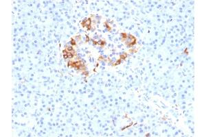 Formalin-fixed, paraffin-embedded human Pancreas stained with Ferritin, Light Chain Mouse Monoclonal Antibody (FTL/1387). (FTL 抗体  (AA 38-165))
