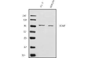 Western blot analysis of KCNQ5 using anti-KCNQ5 antibody (ABIN7602178).