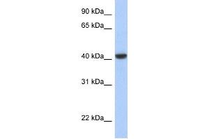 WB Suggested Anti-JUN Antibody Titration:  0. (C-JUN 抗体  (N-Term))