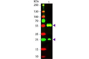 Western Blot of Texas conjugated Goat Anti-Armenian Hamster IgG secondary antibody. (山羊 anti-Armenian Hamster IgG (Heavy & Light Chain) Antibody (Texas Red (TR)) - Preadsorbed)