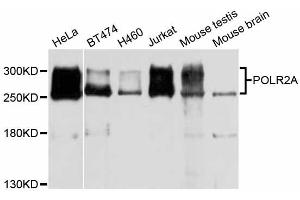 Western blot analysis of extracts of various cell lines, using POLR2A antibody (ABIN5998562) at 1/1000 dilution. (POLR2A/RPB1 抗体)