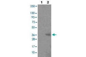 Western blot analysis of Lane 1: antigen-specific peptide treated JK cells, Lane 2: JK cells with HNRNPD (phospho S83) polyclonal antibody  at 1:500-1:1000 dilution. (HNRNPD/AUF1 抗体  (pSer83))