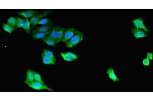 Immunofluorescent analysis of HepG2 cells using ABIN7169459 at dilution of 1:100 and Alexa Fluor 488-congugated AffiniPure Goat Anti-Rabbit IgG(H+L) (STAC 抗体  (AA 1-119))